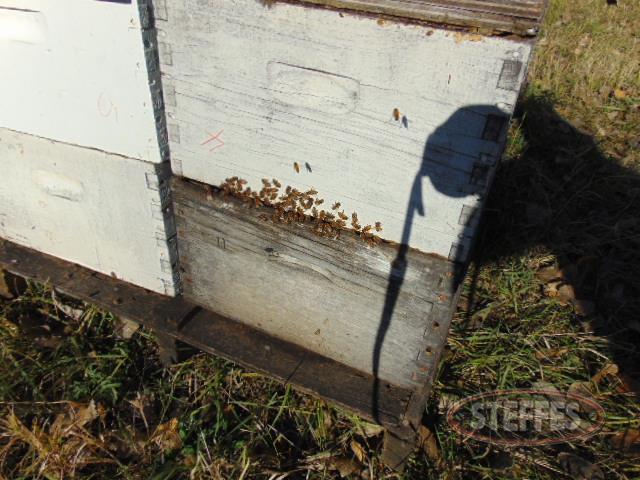 (199) Bee hives, (100) good hives with live bees - honey,_0.JPG